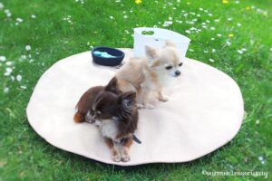 Socken sortieren mit Chihuahuas