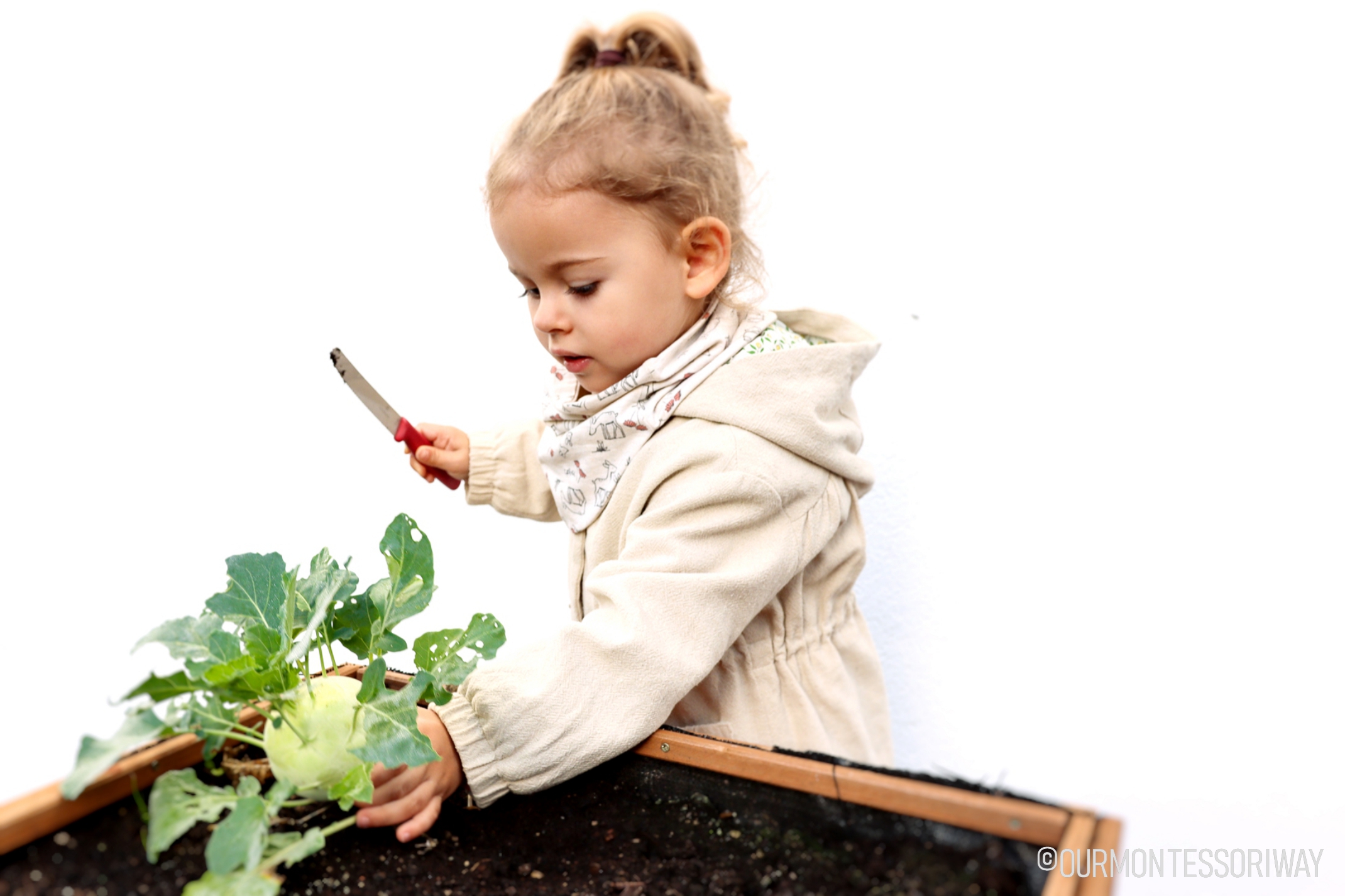 Herbst erleben mit Kindern, Kohlrabi ernten Gemüsebeet